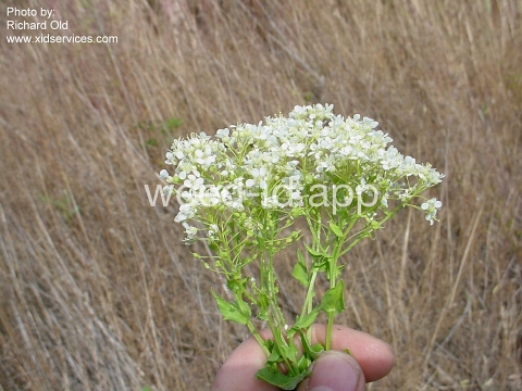 cress, hoary